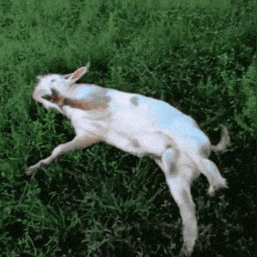 (致命追逐手机版官网)致命追逐iOS:摆脱传统,探索新的移动世界 (致命追逐手机版官网)致命追逐iOS:摆脱传统,探索新的移动世界