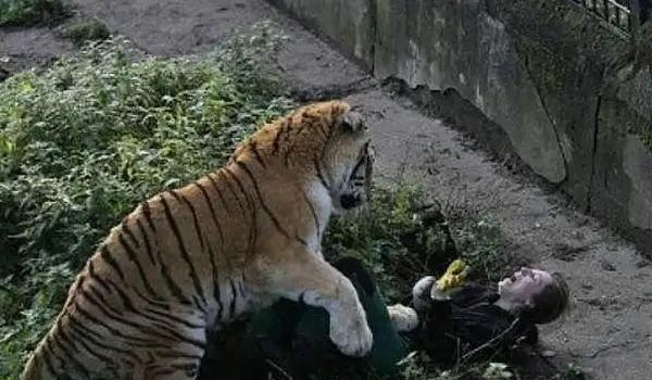 (2014新年宠物)2024年疯狂宠物秀会有什么新的惊喜更新呢？