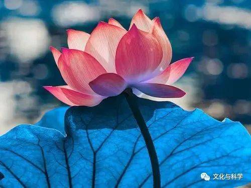 探秘天门冬的养生之道:如何通过服食成仙实现身体与灵魂的升华 探秘天门冬的养生之道:如何通过服食成仙实现身体与灵魂的升华