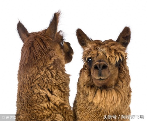 (植物羊人)植物大联盟羊驼：神奇植物与可爱羊驼的奇幻结盟